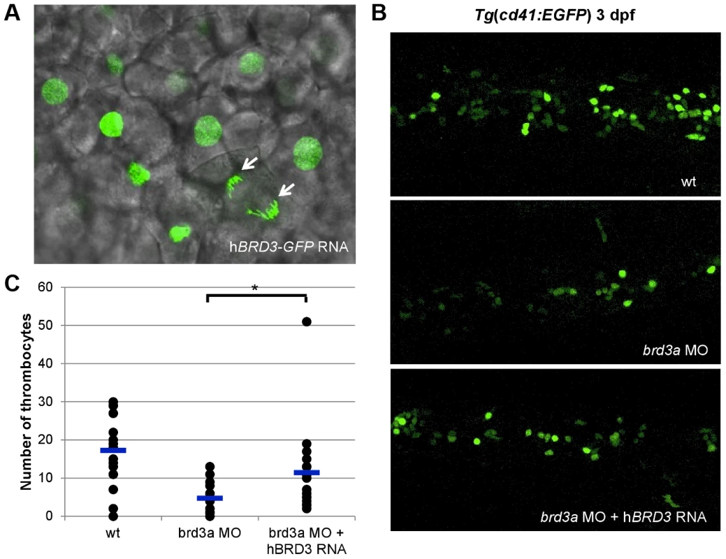 <i>brd3a</i> is an important regulator of thrombopoiesis.