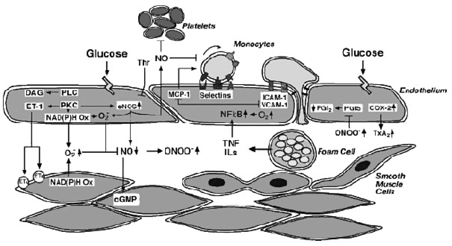 Možný mechanismus snížení (na endotelu závislé) vazodilatace při diabetes mellitus (upraveno dle 36)