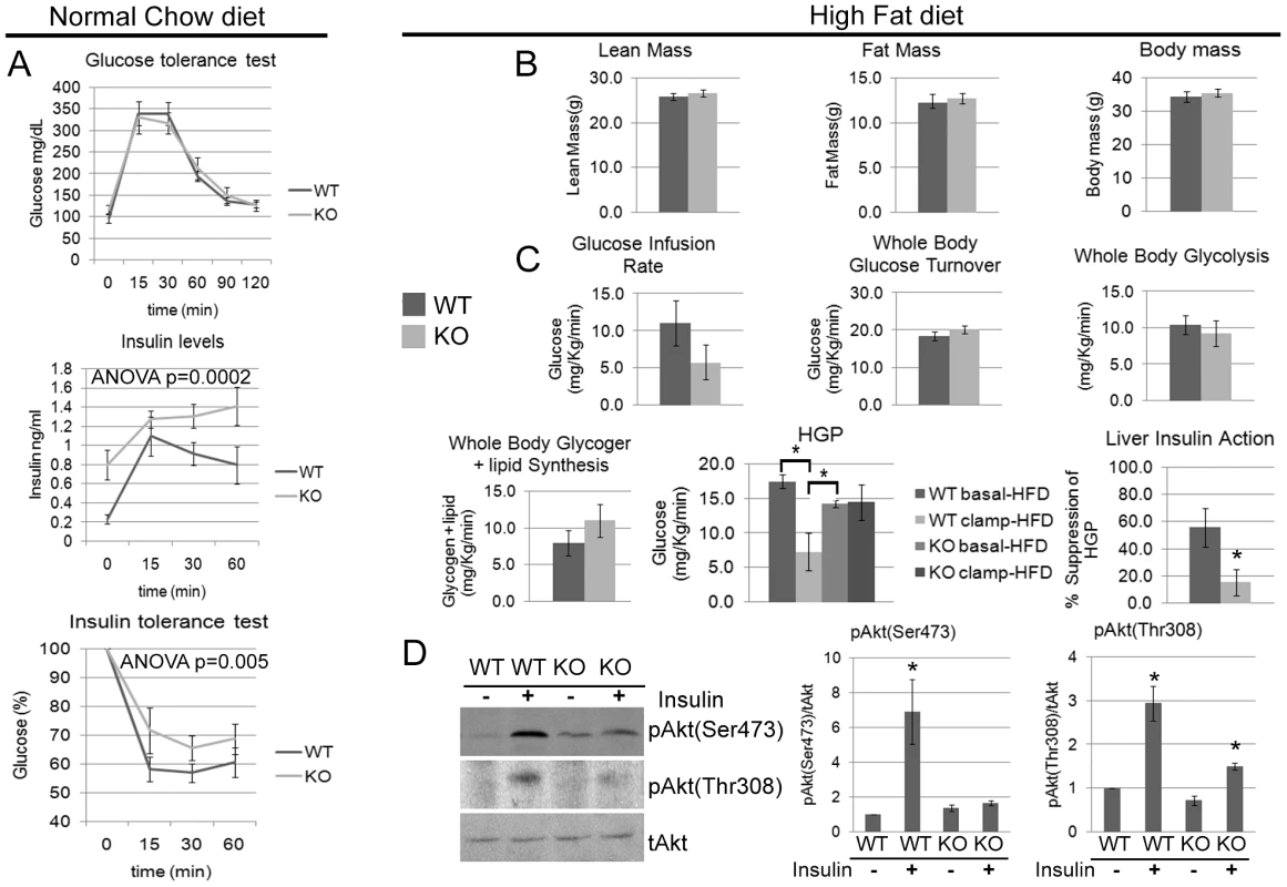 <i>Cpeb1</i> KO mice are insulin-resistant.
