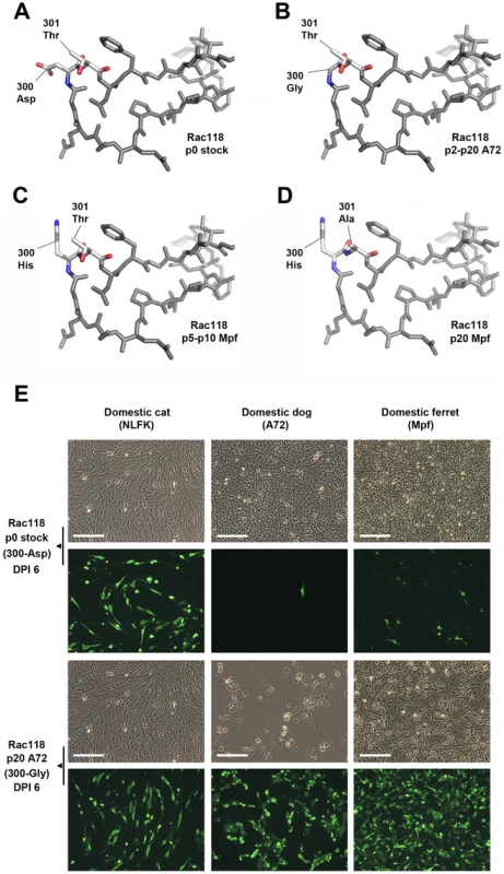 Mutations in the VP2 300 region of CPV that are involved in receptor binding and host range expansion.