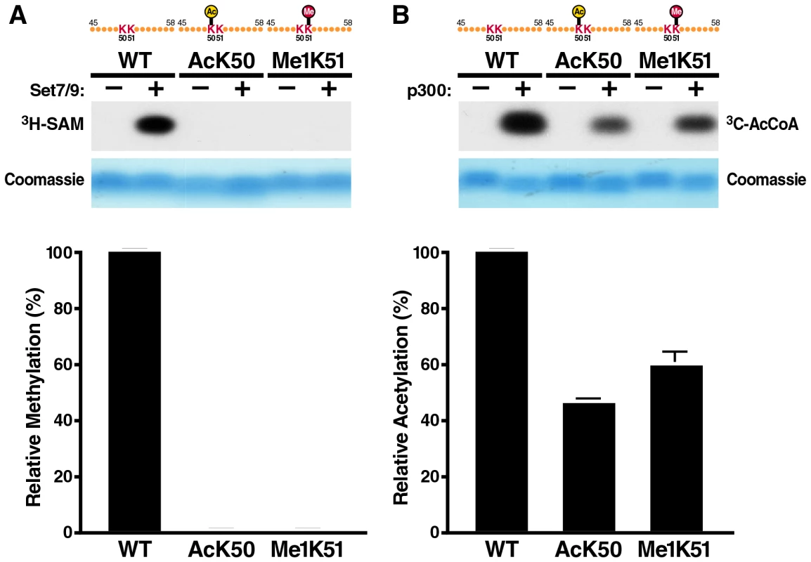 <i>In vitro</i> acetylation and methylation assays using synthetic Tat peptides.