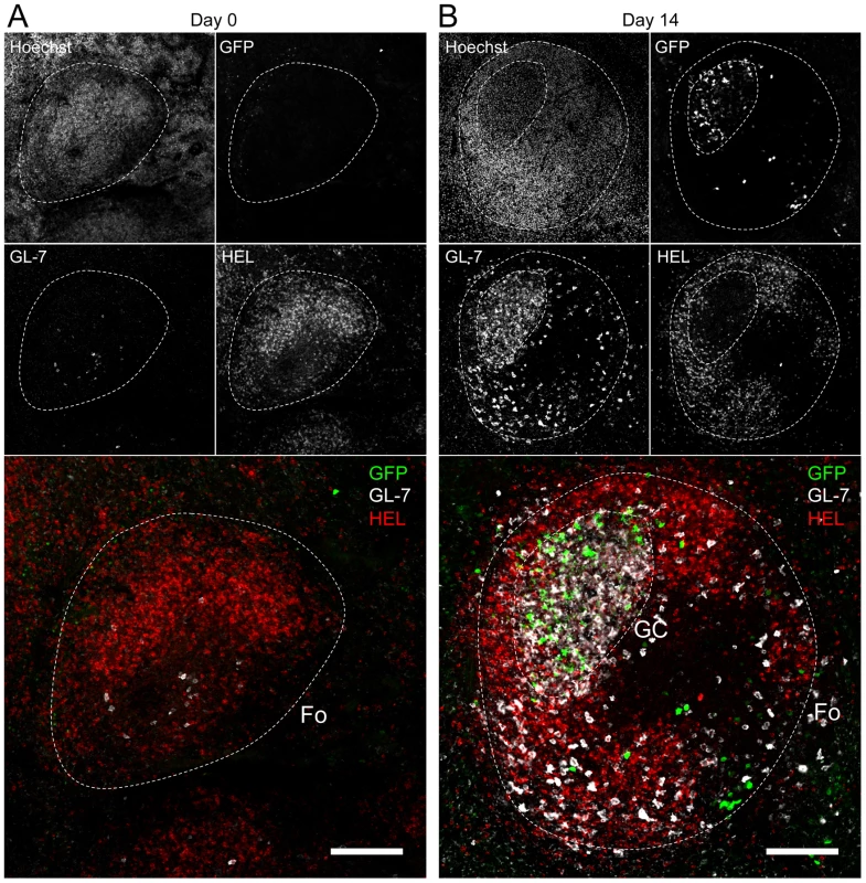 HEL<sup>+</sup> B cells are excluded from the GC.