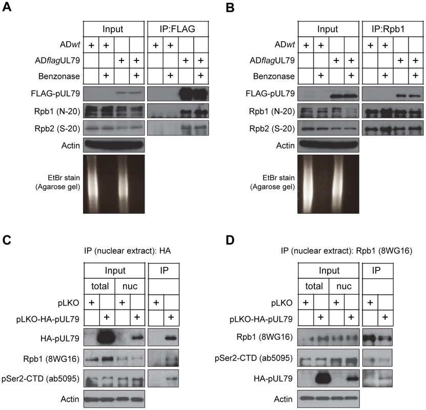 pUL79 interacts with the RNAP II protein complex.