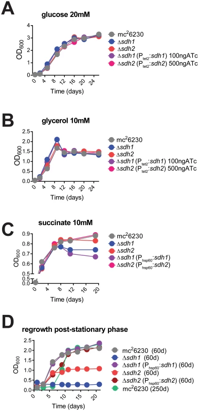 Logarithmic growth is unaffected in <i>sdh1</i> mutants, but cultures do not survive stationary phase.