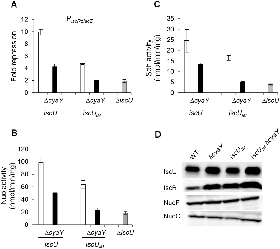 Activities of Fe-S proteins in <i>iscU</i><sub><i>IM</i></sub> and Δ<i>cyaY</i> strains.