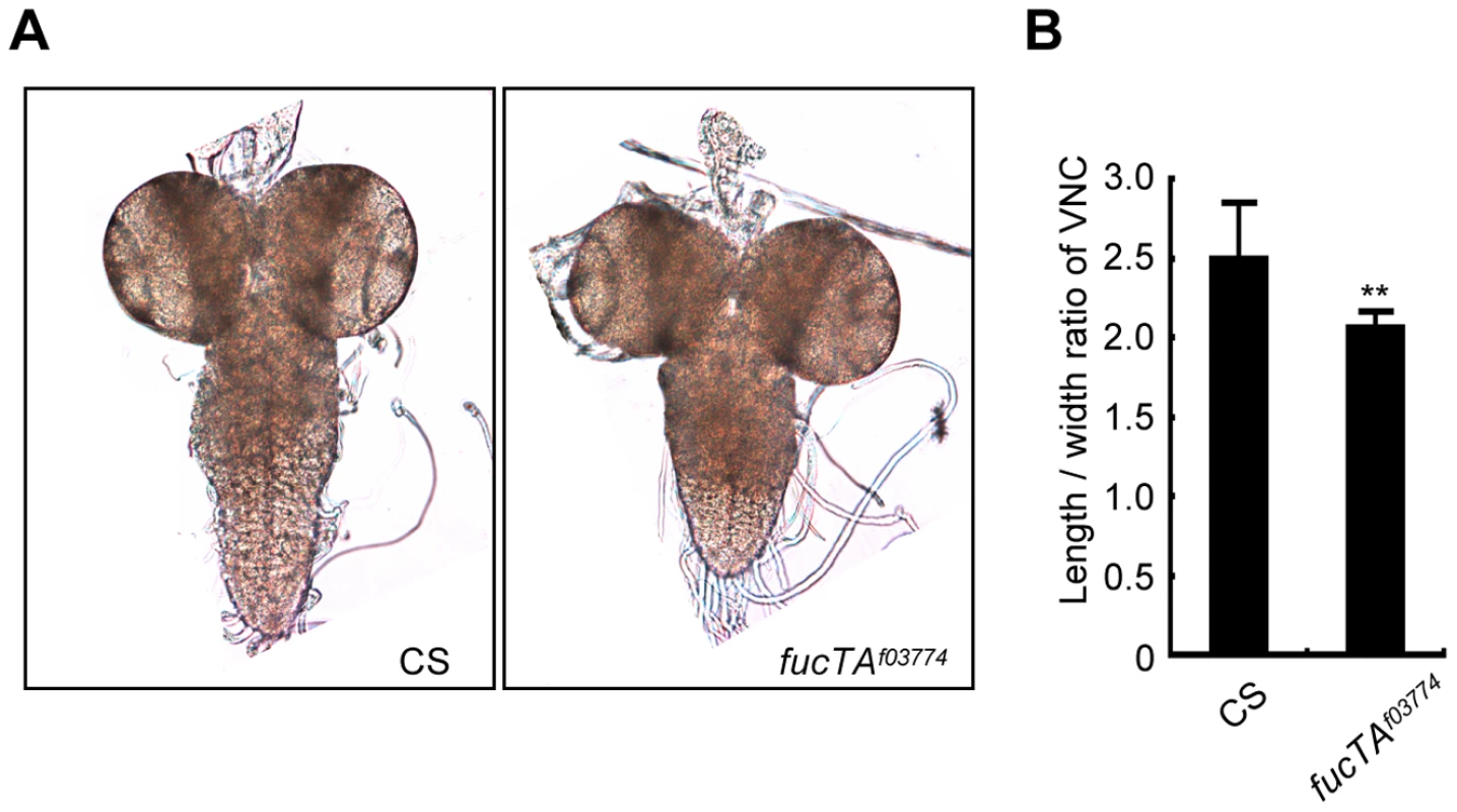 FucTA is required for proper shape of the ventral nerve cord.
