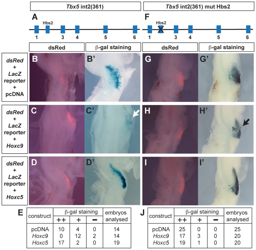 Hoxc9 can repress activity of the <i>Tbx5</i> forelimb regulatory element via Hbs2.