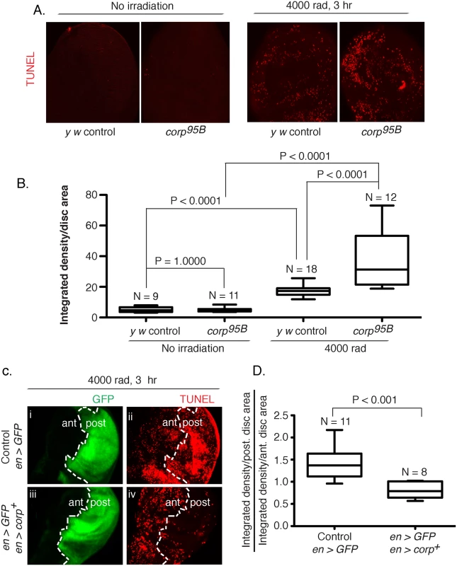 Corp inhibits DNA damage-induced apoptosis in somatic tissue.