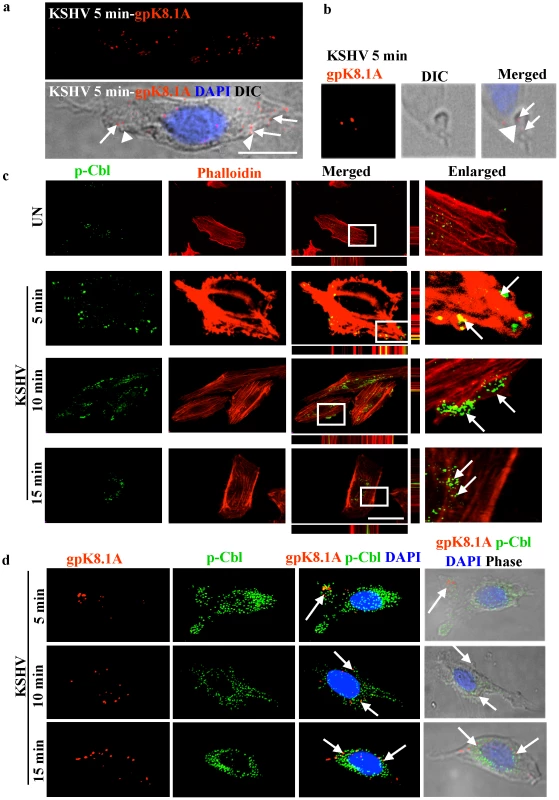 c-Cbl associates with KSHV induced blebs.