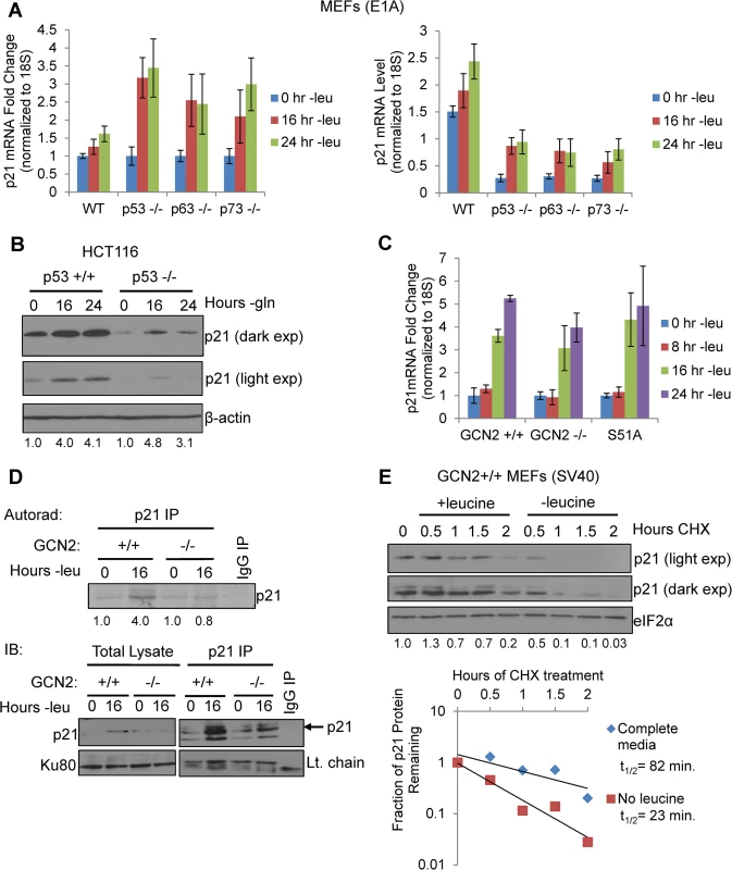 GCN2 enhances p21 translation independently of p53.