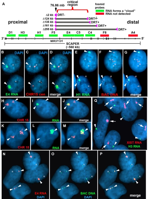 Differential allelic expression of <i>ASAR15</i>.