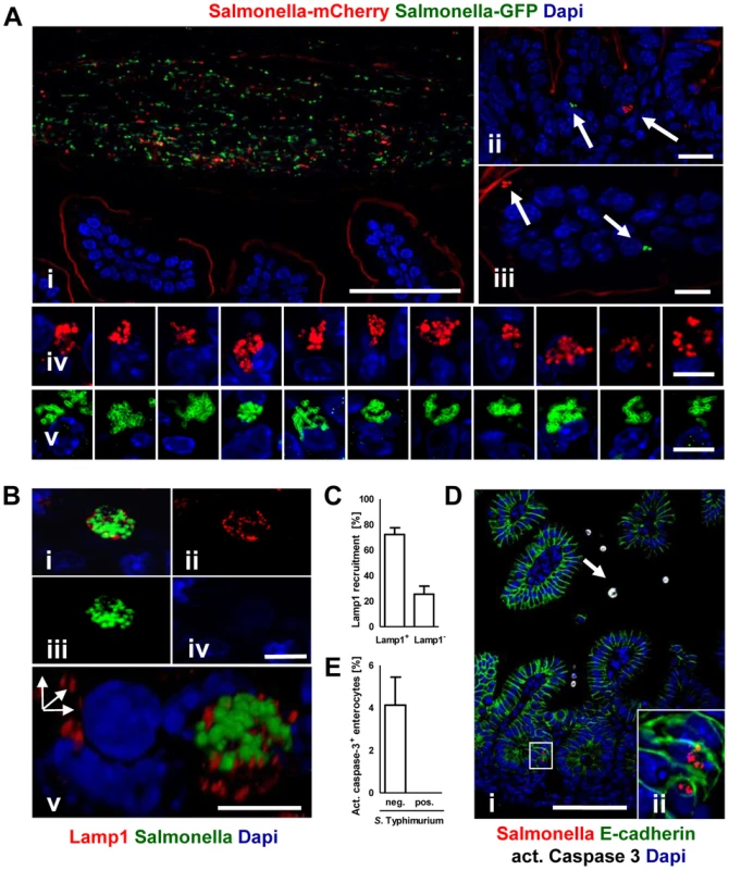 Characterization of <i>S.</i> Typhimurium infected enterocytes.