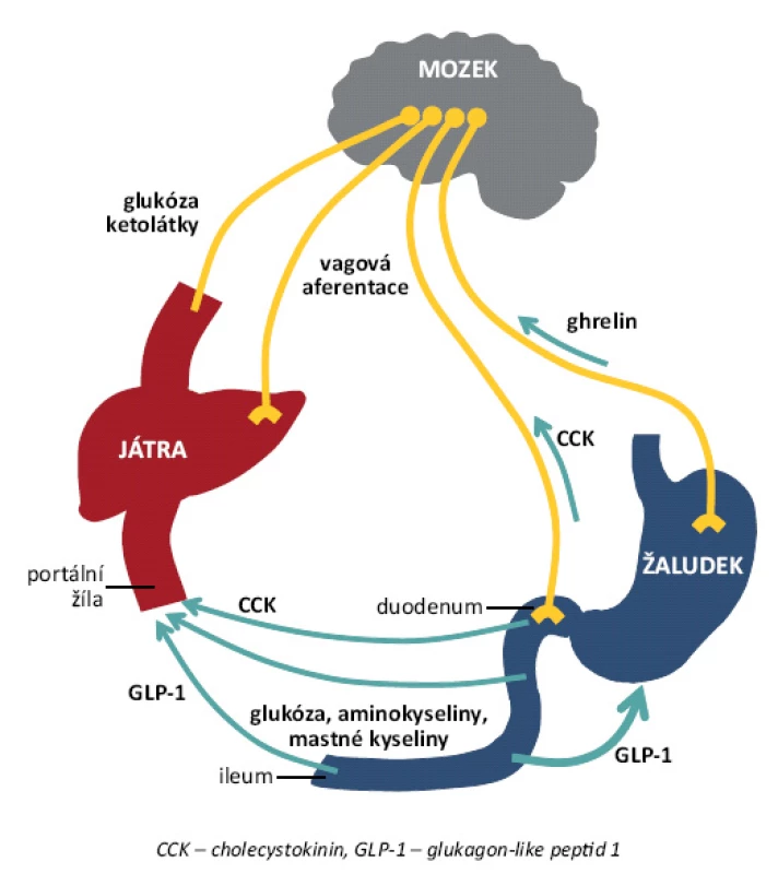 Krátkodobá regulace příjmu potravy zahrnující nutrienty, vagovou aferentaci z gastrointestinálních mechanoreceptorů a chemoreceptorů a gastrointestinální peptidy [5].