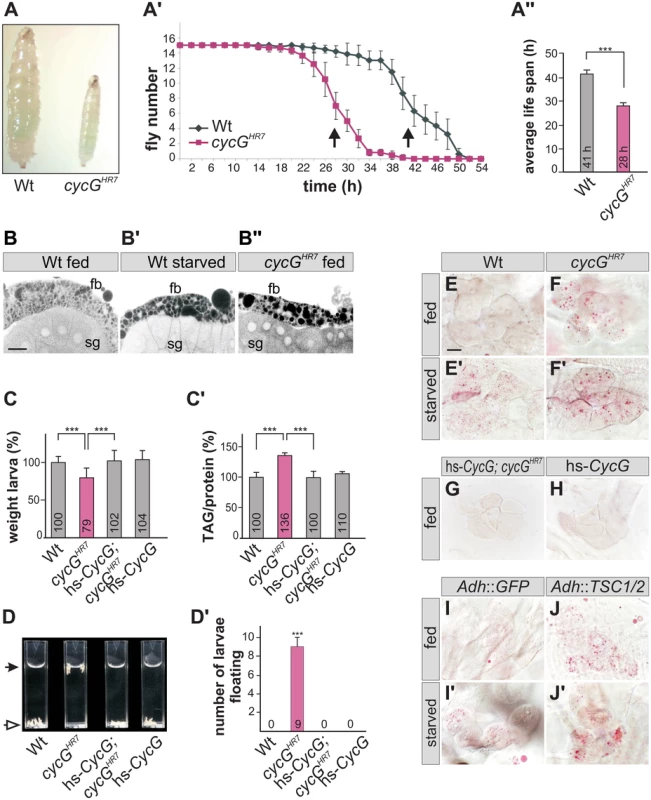 <i>cycG</i><sup><i>HR7</i></sup> mutant animals show defects in fat metabolism.