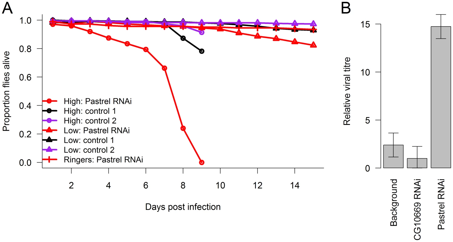 The effect of knocking down <i>pastrel</i> expression.