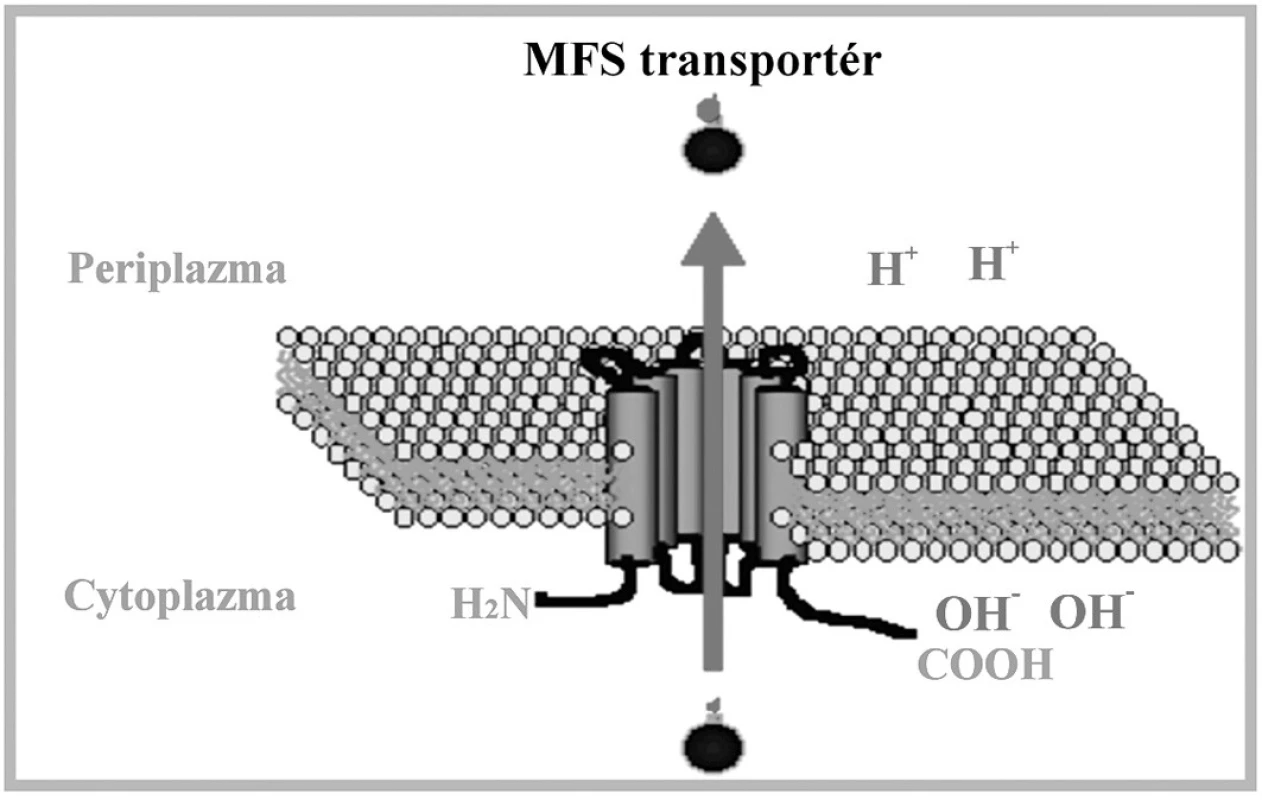 Schématické znázornenie MFS transportného systému.
Upravené podľa:
(<a href="http://www.ucm.es/info/mfar/U2/antifu1.gif">http://www.ucm.es/info/mfar/U2/antifu1.gif</a>).
Fig. 3. Diagrammatic representation of the MFS transport
system. Adapted from:
(<a href="http://www.ucm.es/info/mfar/U2/antifu1.gif">http://www.ucm.es/info/mfar/U2/antifu1.gif</a>).