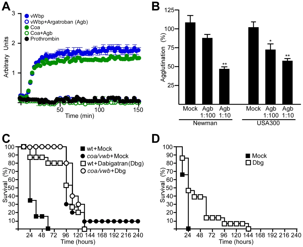 Direct thrombin inhibitors block a key step in staphylococcal pathogenesis.