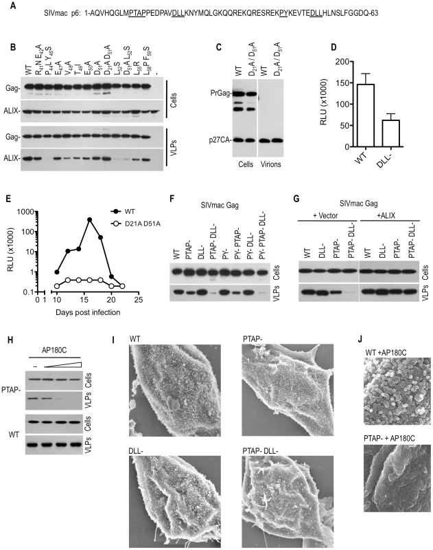Effects of mutations in the DLL motif in SIVmac p6 on replication and particle morphogenesis.
