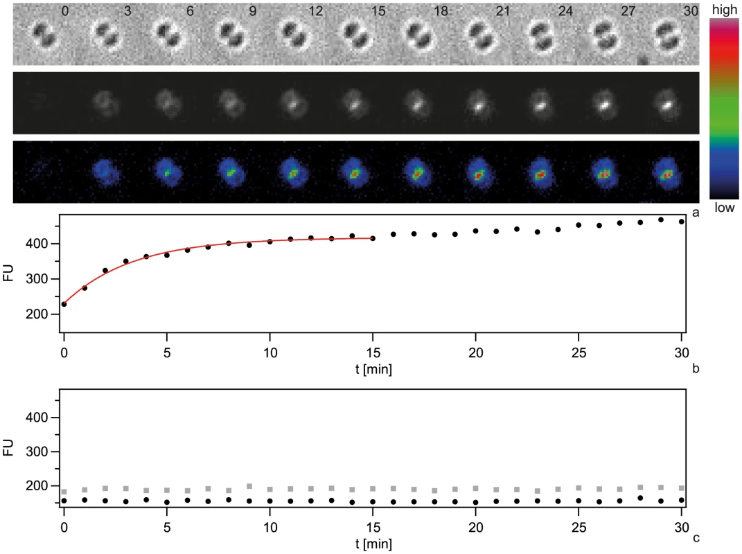 Dynamics of focus formation (<i>ΔpilV</i>) with 300 bp fragments of Cy3-DNA.