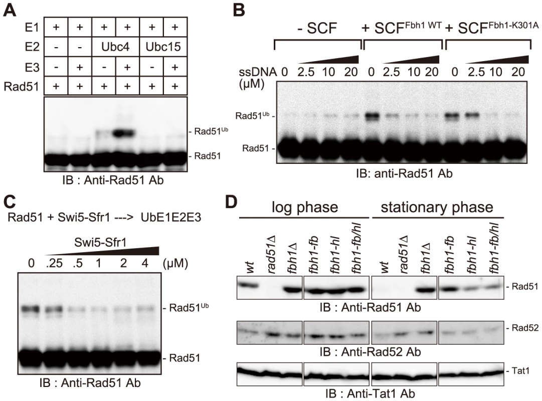 Rad51 is ubiquitinated <i>in vitro</i> in an SCF<sup>Fbh1</sup>-dependent manner.