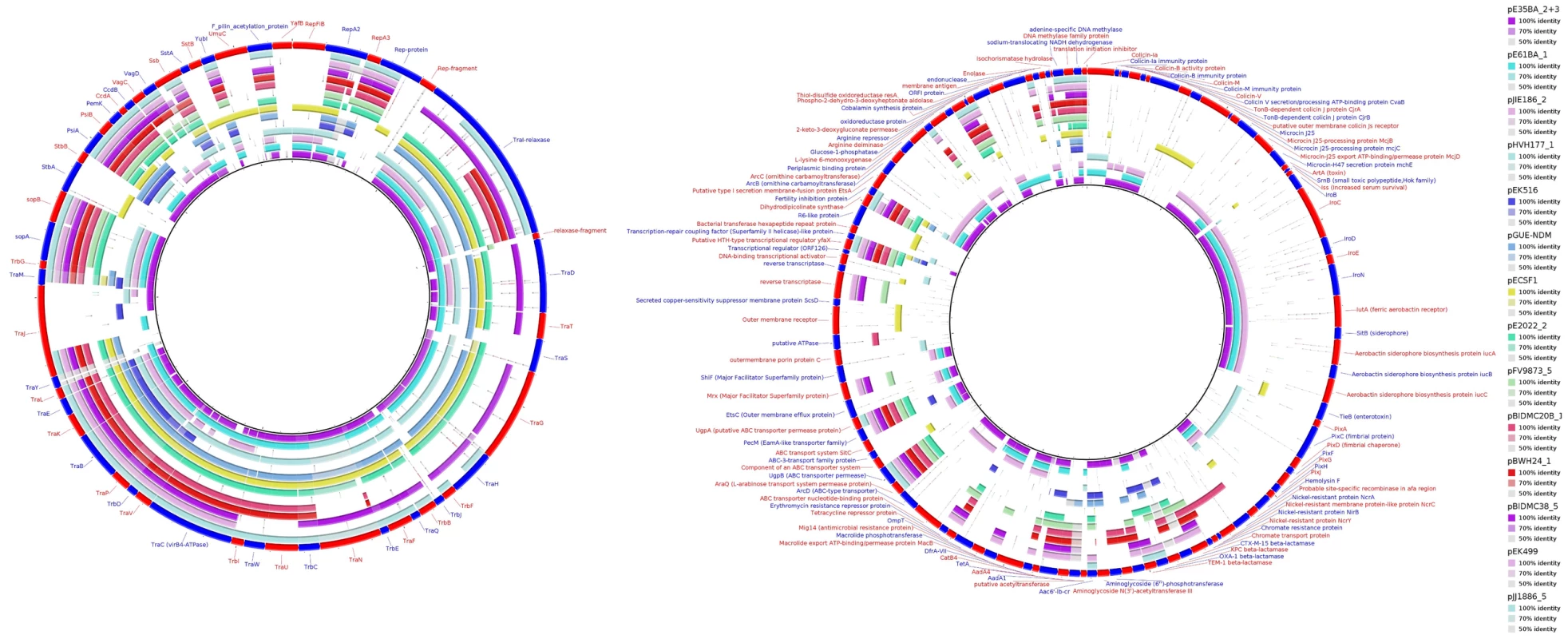 MOB<sub>F12</sub>/IncF plasmid analysis.