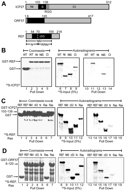 Identification of regions for the interactions between REF and ICP27/ORF57.
