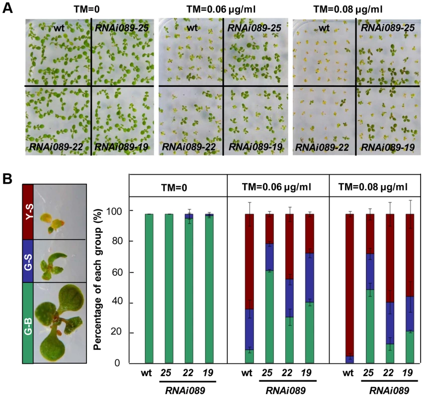 Down-regulation of <i>NAC089</i> confers ER stress tolerance.