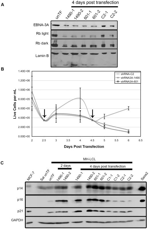 EBNA-3A support of Rb hyperphosphorylation and repression of p21<sup>WAF1/CIP1</sup> are conserved in LCLs.