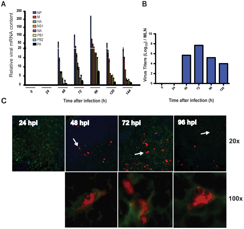 Ag-bearing DC migration is associated with localized viral mRNA and virus replication in the MLNs.