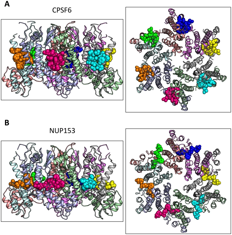 Crystal structures of CPSF6<sub>313–327</sub> (A) and NUP153<sub>1407–1423</sub> (B) FG-containing peptides in complex with HIV-1 hexamer.