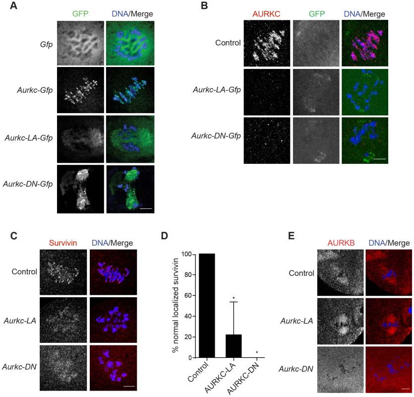 AURKC is required to retain CPC localization at Met I.