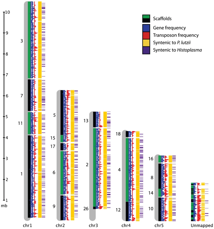 Genome organization of <i>P. brasiliensis</i>.
