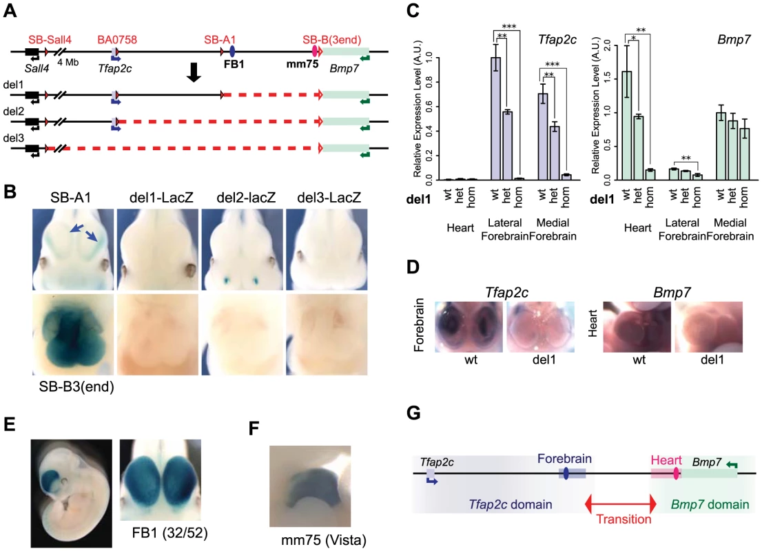 Deletion alleles localise enhancers.