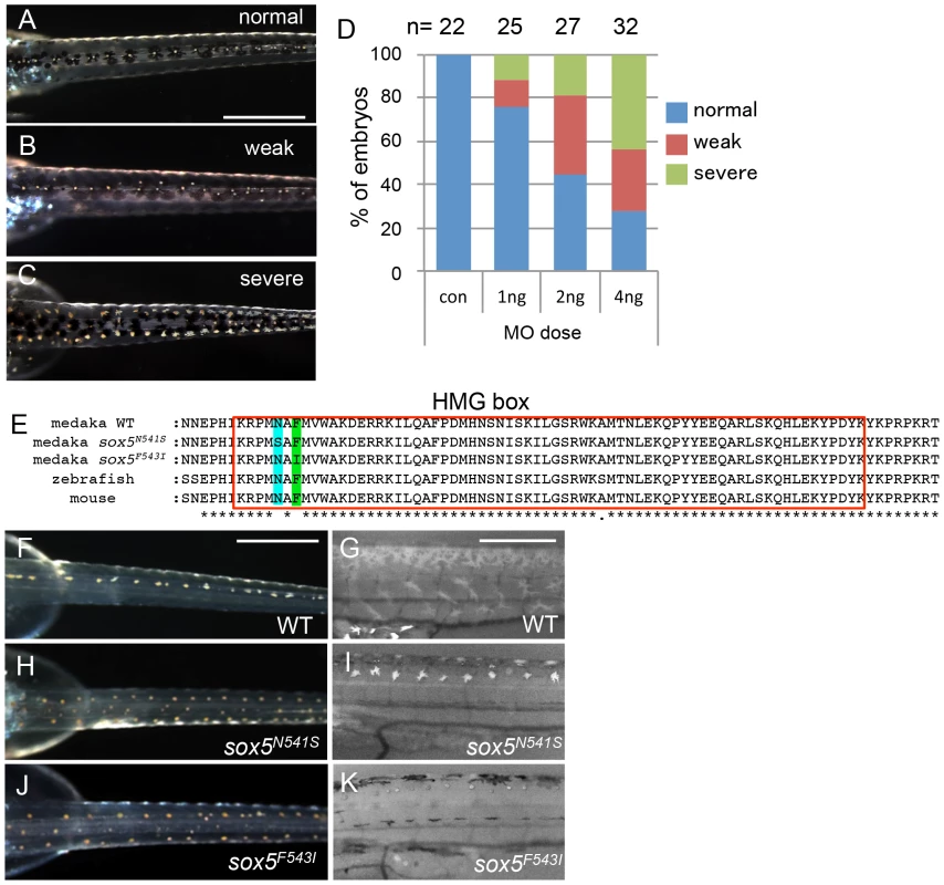 <i>sox5</i> morphant and allelic TILLING mutants show the <i>ml-3</i> pigment phenotype.
