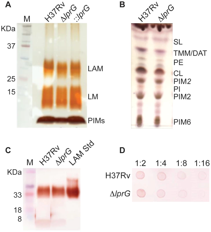 The <i>lprG</i> mutant has normal LAM content in the cell envelope.