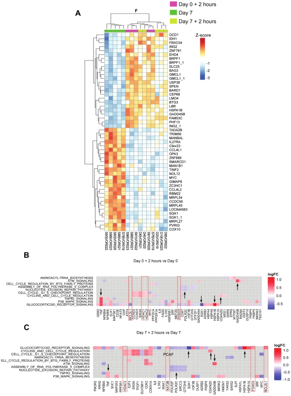 Similar gene expression and pathway activity after the 1st and 7th daily dose of vorinostat.