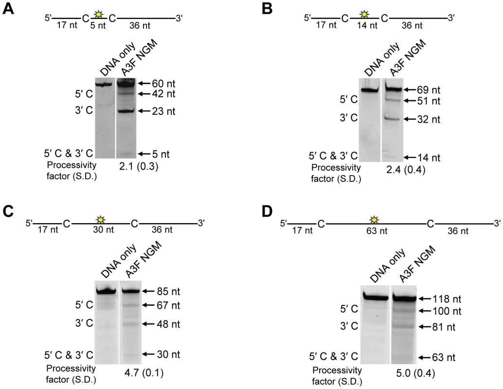 A3F NGM is able to slide on ssDNA to catalyze processive deaminations.