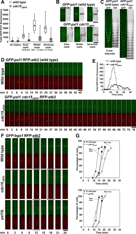 Cdc15 SH3 domain is necessary for proper concentration of Pxl1 at the CAR.