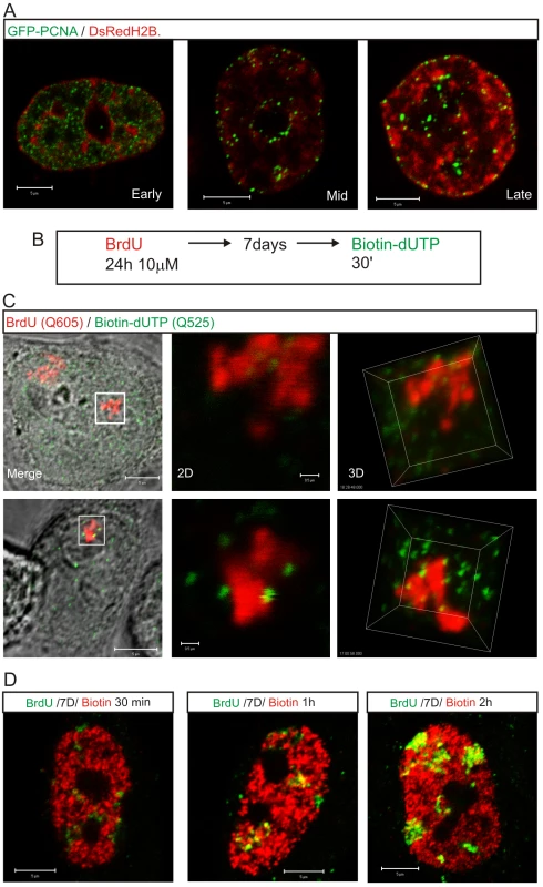 The proximity of DNA foci and the inter-chromatin domain defines the location of sites that are permissive for replication factory assembly.