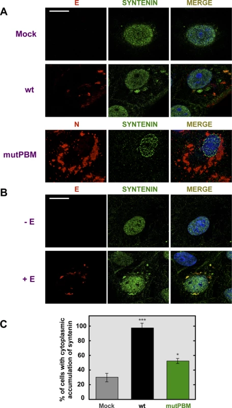 Colocalization of SARS-CoV E protein and syntenin in transfected and infected cells.