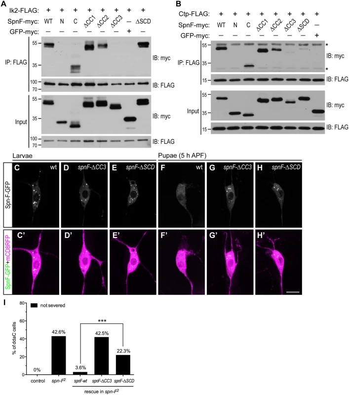The formation of Ik2/Spn-F/Ctp complex is critical for Spn-F redistribution and dendrite pruning.