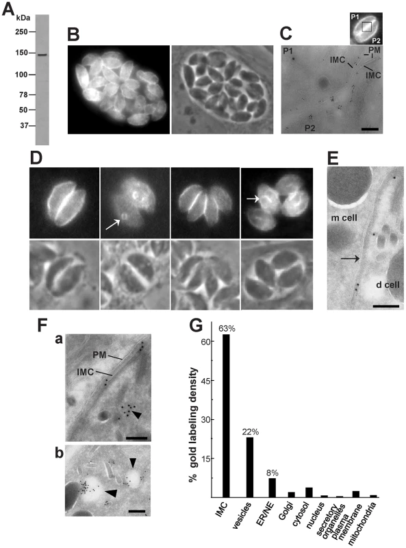Expression and distribution of TgNCR1 in transgenic <i>T. gondii.</i>