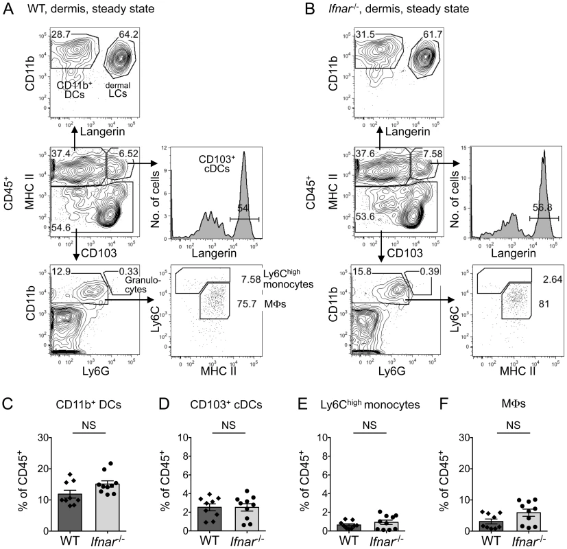 Normal cell populations in steady-state dermis of <i>Ifnar</i><sup>–/–</sup> mice.