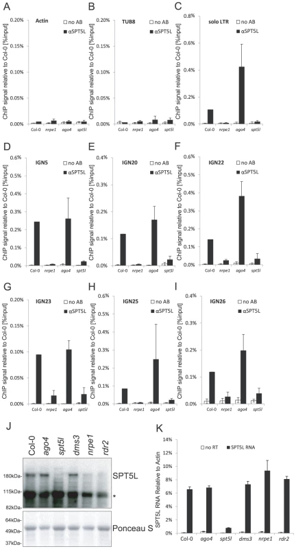 SPT5L interacts with chromatin in a Pol V-dependent and AGO4-independent manner.