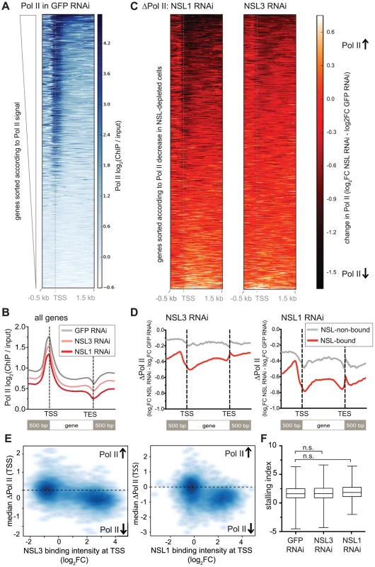 NSL depletion leads to Pol II loss on target genes of the NSL complex.