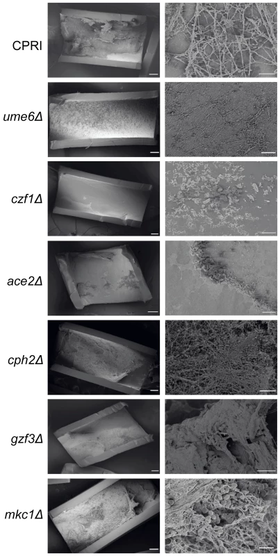 Deletion of regulators disrupts biofilm formation <i>in vivo</i>.