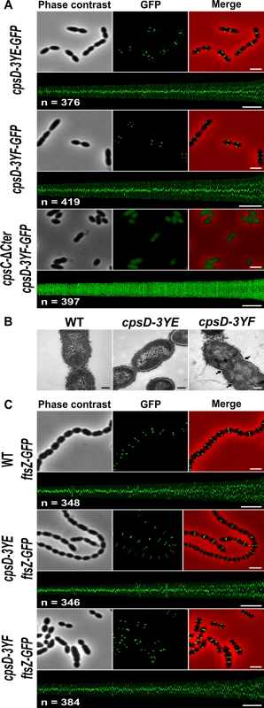 Analysis of <i>cpsD-3YF</i> and <i>cpsD-3YE</i> mutants.