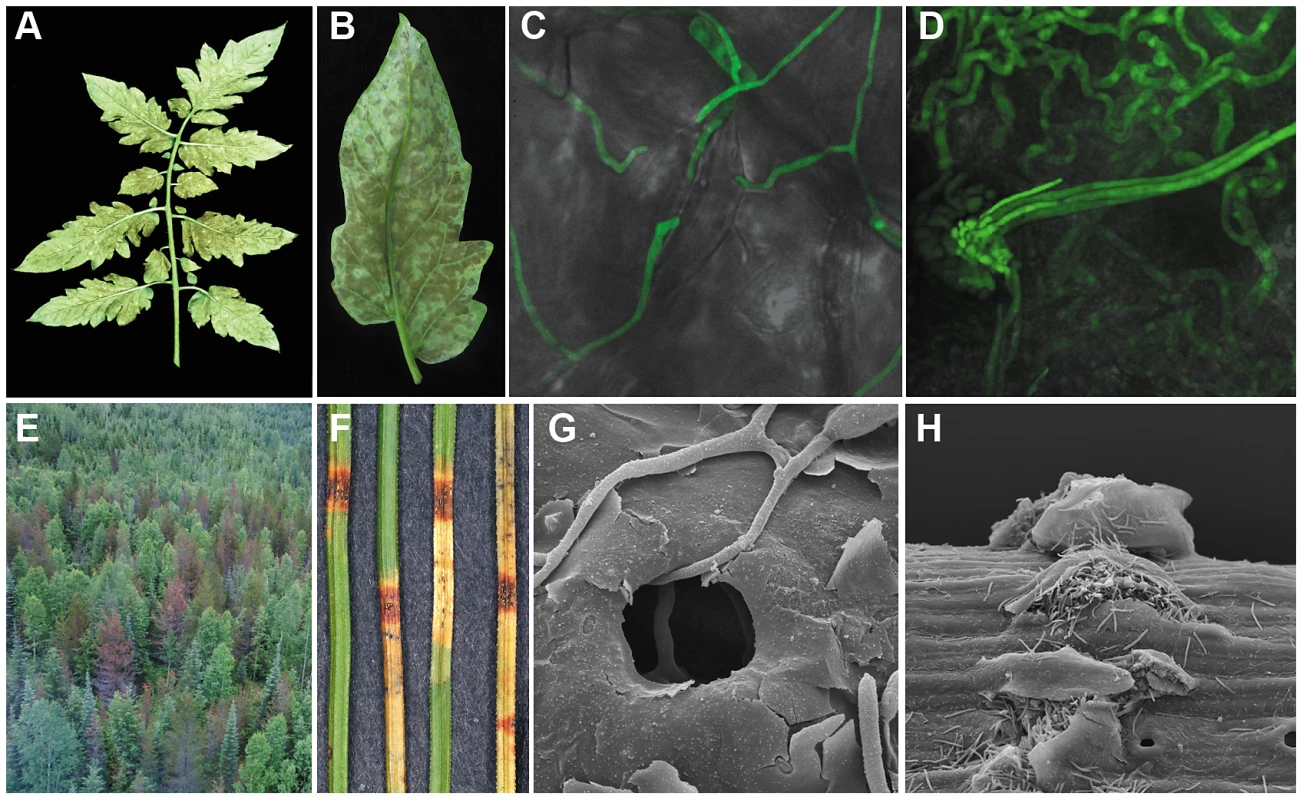 Symptoms caused by <i>Cladosporium fulvum</i> and <i>Dothistroma septosporum</i> on their host plants.