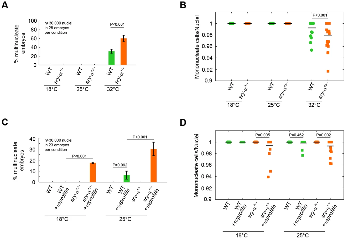 Two copies of <i>sry-α</i> are required for reliable cellularization at the extreme temperature of 32°C or when the embryo is challenged by a genetic perturbation.