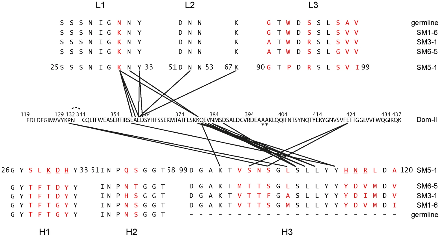 Contacts between Dom-II and SM5-1 together with an alignment of the CDRs of related antibodies.